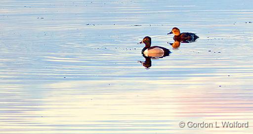 Mr & Mrs Ring-necked Ducks_P1100984.jpg - Ring-necked Ducks (Aythya collaris) photographed along Irish Creek near Eastons Corners, Ontario, Canada.